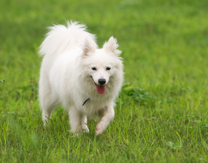 Szpic duży niemiecki biały.