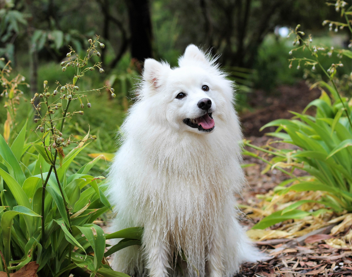 Szpic - grupa V psów FCI.