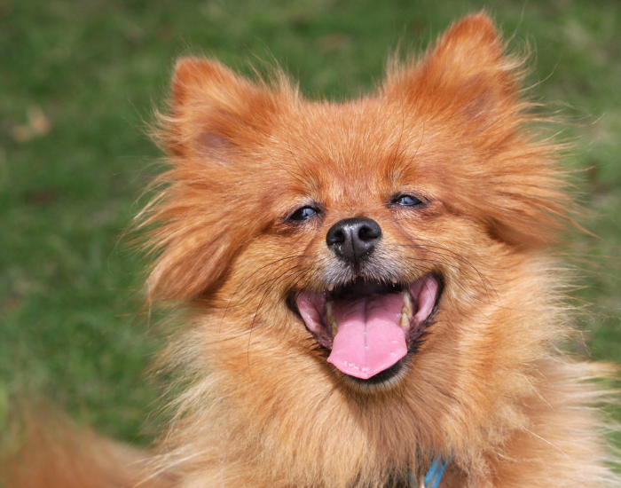 Mały szpic niemiecki brązowy.