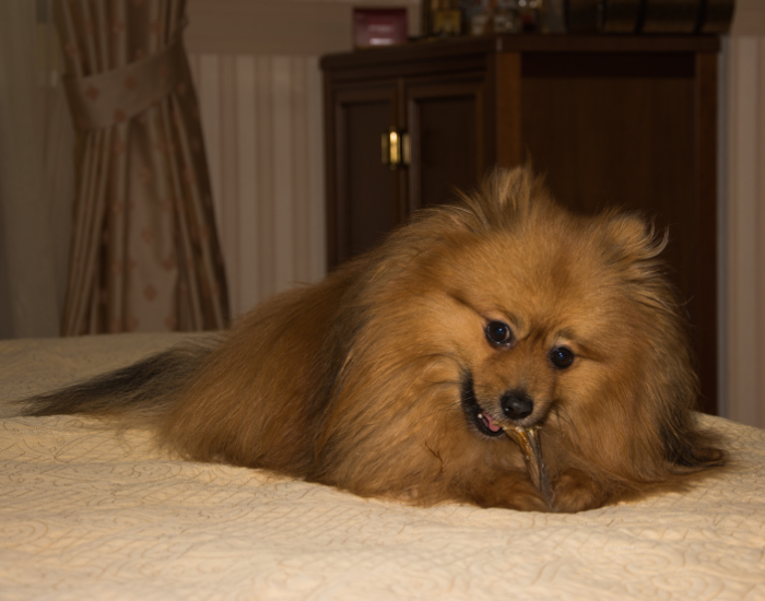 Szpic duży niemiecki brązowy.