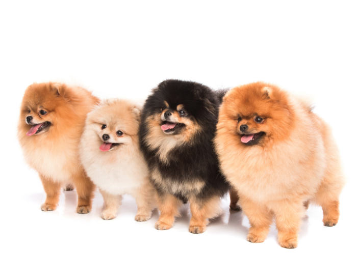 Grupa V Szpiców psów.