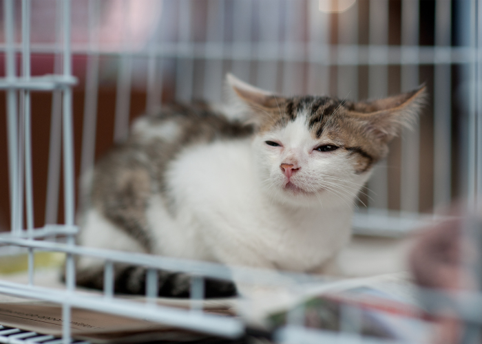 Tajemnicza choroba kotów.