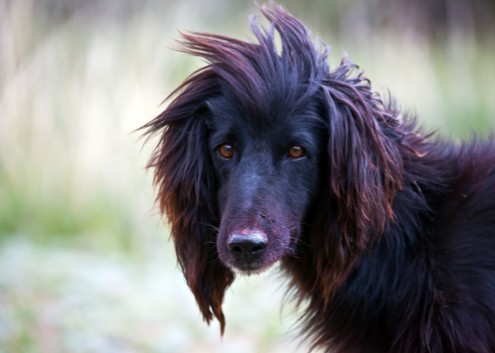 Chart kirgiski tajgan