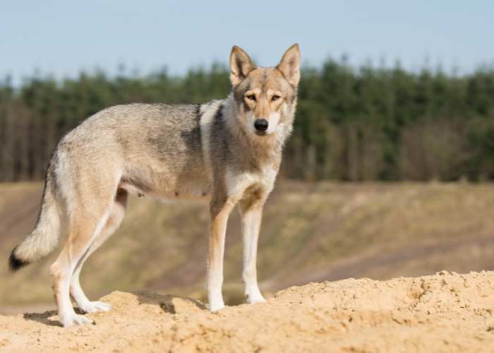 Tamaskan to połączenie owczarka niemieckiego, malamuta i huskiego.