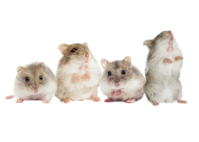 Chomiki są tanimi zwierzętami.