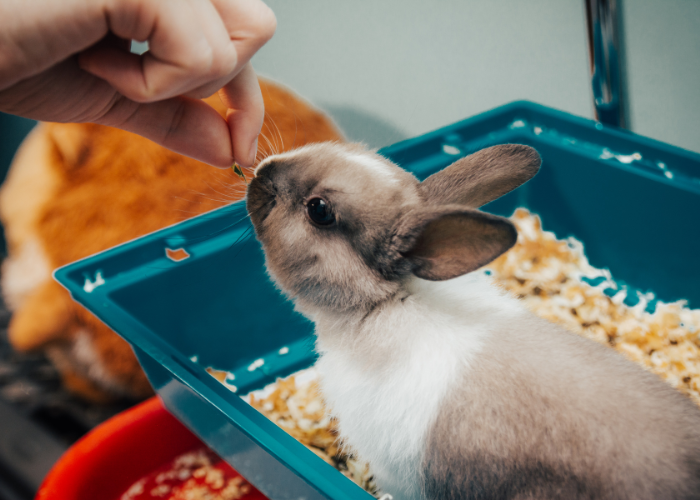 Królik miniaturowy jako tanie zwierzę.