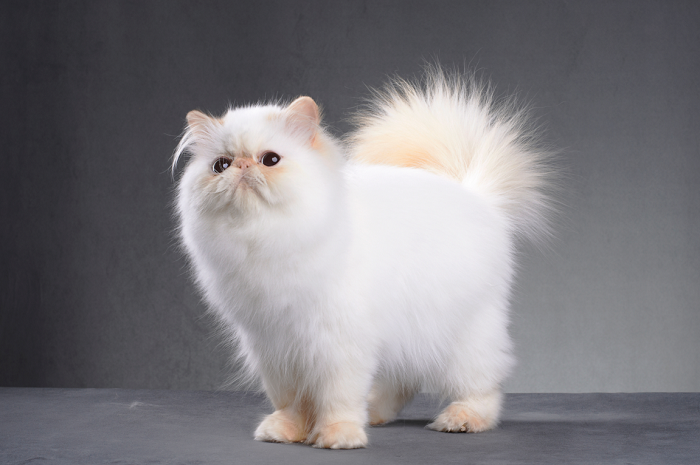 Kot rasy Teacup Persian.