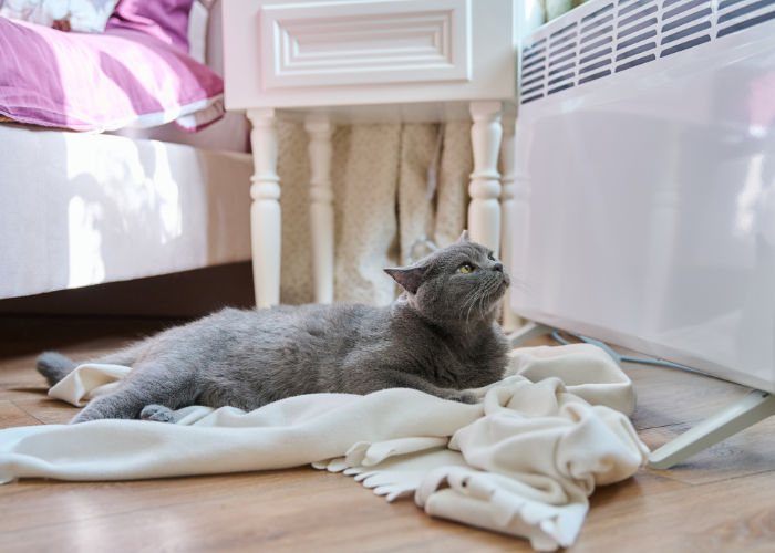 Jaka jest prawidłowa temperatura kota?