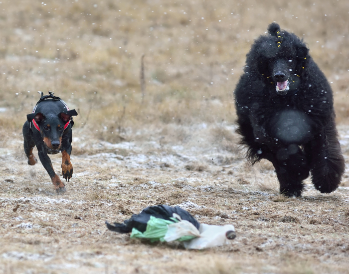 Psy w czasie coursingu.
