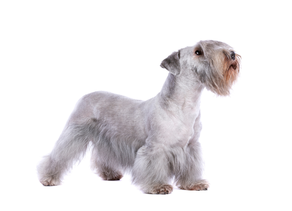 Czeski terier szary.
