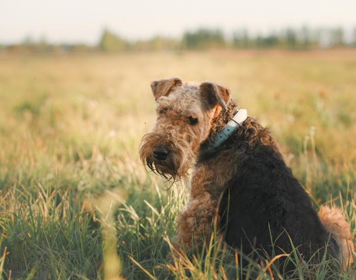 Foksterier należy do grupy III w FCI.