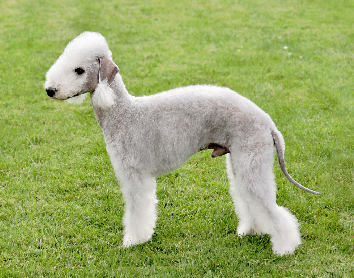 Teriery FCI - III grupa psów.