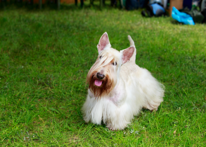 Pszeniczny terier szkocki.