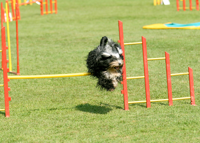 Terier tybetański ćwiczy agility.