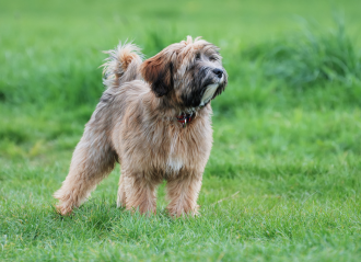 Terier tybetański beżowy.