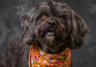 Terier tybetański brązowy.