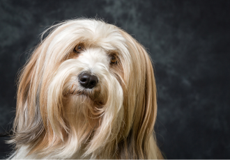 Terier tybetański kremowy.