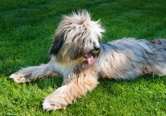 Terier tybetański leży na trawie.