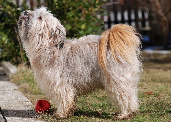 Wygląd teriera tybetańskiego.