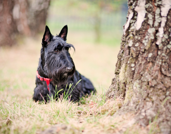 Terier szkocki - grupa II psów według FCI.
