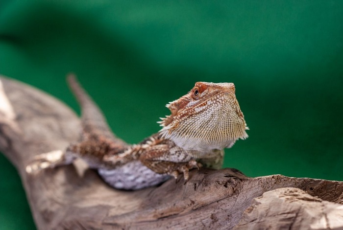 Agama brodata na gałęzi.