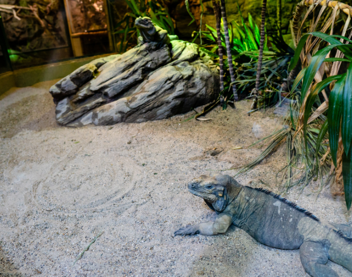 Wyposażenie terrarium dla jaszczurki.