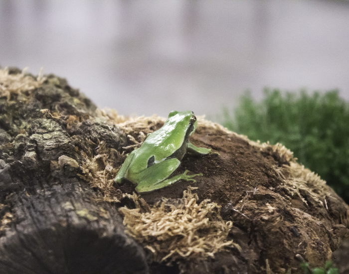 Wyposażenie terrarium dla żaby.