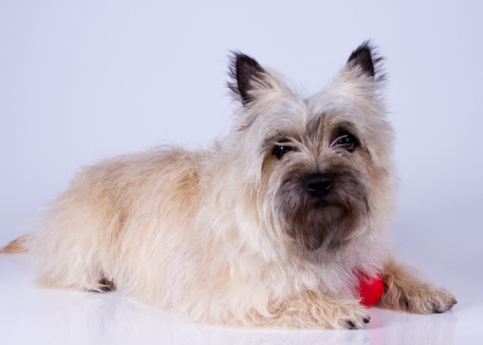 Cairn terrier szczeniak.