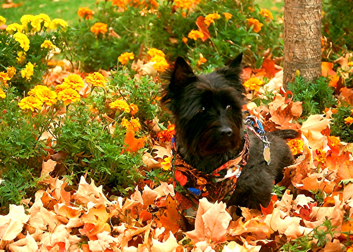 Black cairn terrier.