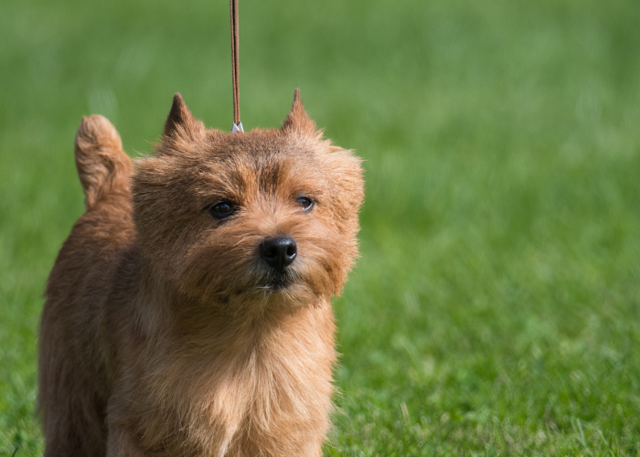 Norwich terrier na smyczy na spacerze.