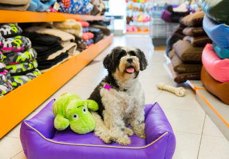Terier tybetański biało-czarny.