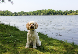 Terier tybetański kremowy.