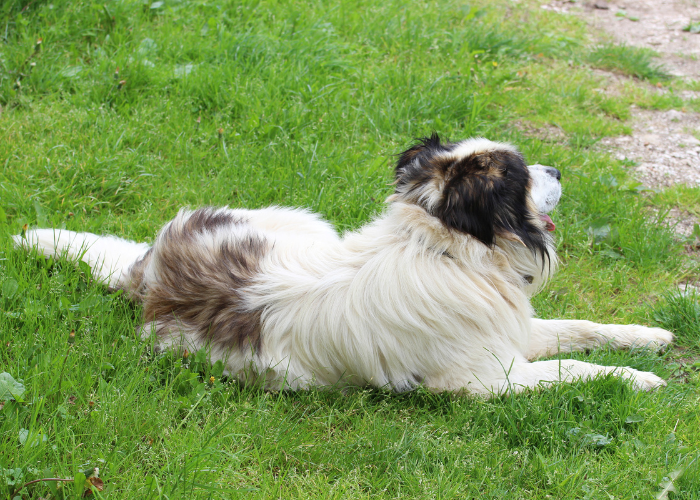 Chorwacki pies pasterski