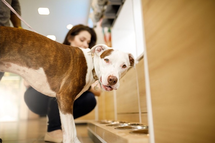 Pies dostaje posiłek.