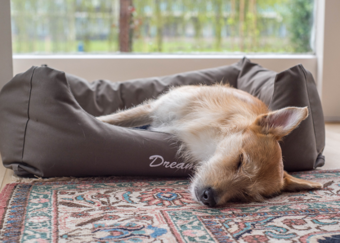 Głuchota starcza u psa.