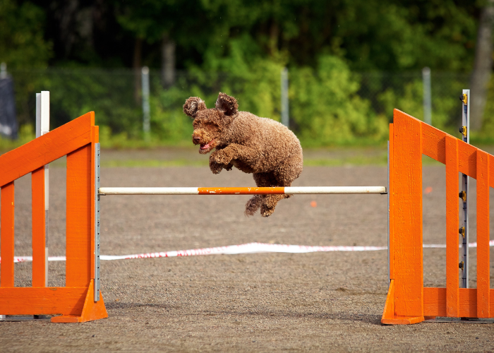 Trening hiszpańskieg psa dowodnego.