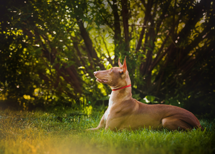 Pies faraona podczas treningu.