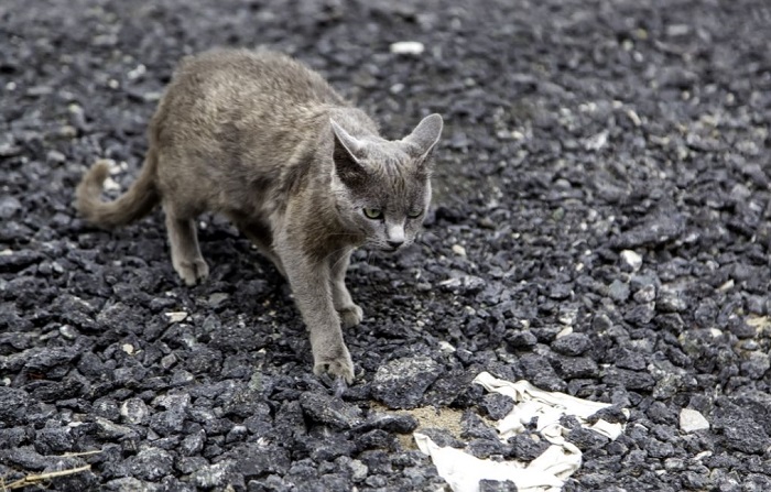 Zagubiony kot rasowy.