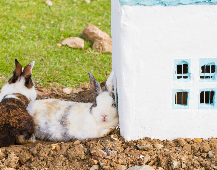 Uważaj na przegrzanie u królików!