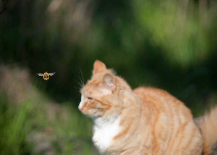 Użądlenie kota przez pszczołę lub osę.