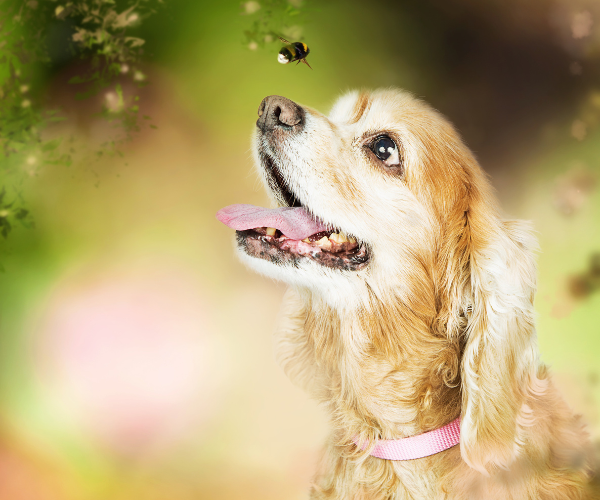 Użądlenie psa przez pszczołę lub osę.