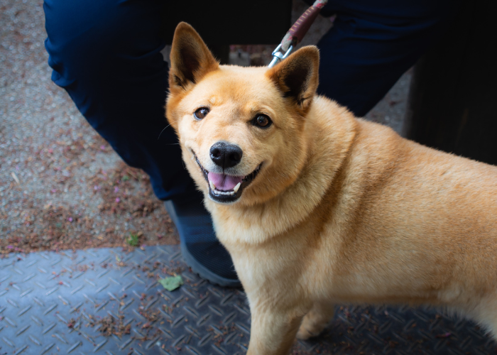 Psa użądliła osa w głowę.