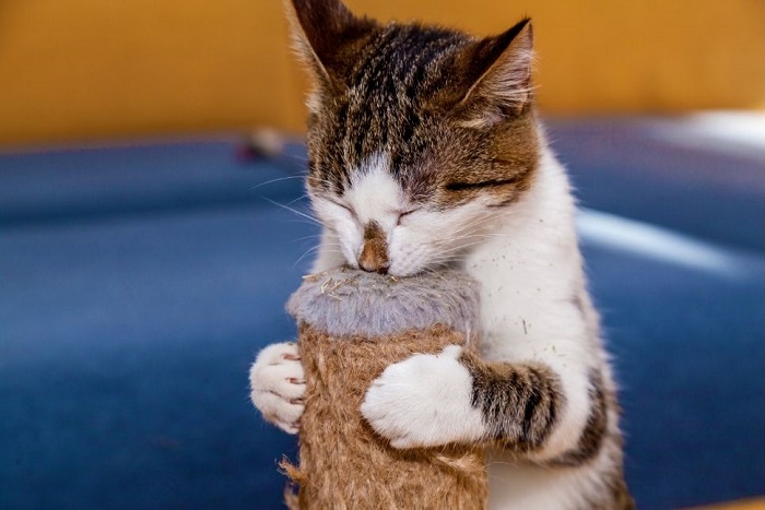 Kot wącha drapak nasączony walerianą.