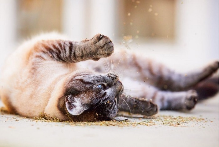 Kot tarza się w suszonej walerianie.