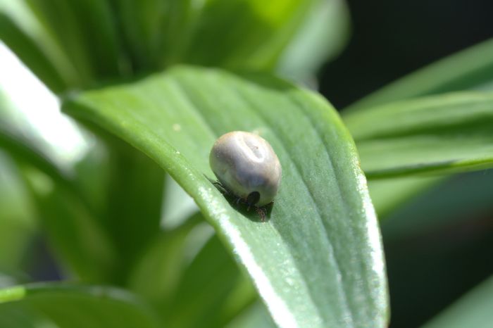 Napity kleszcz na liściu.