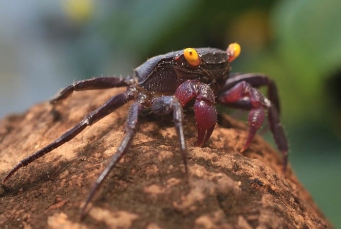 Krab wampir na korzeniu.