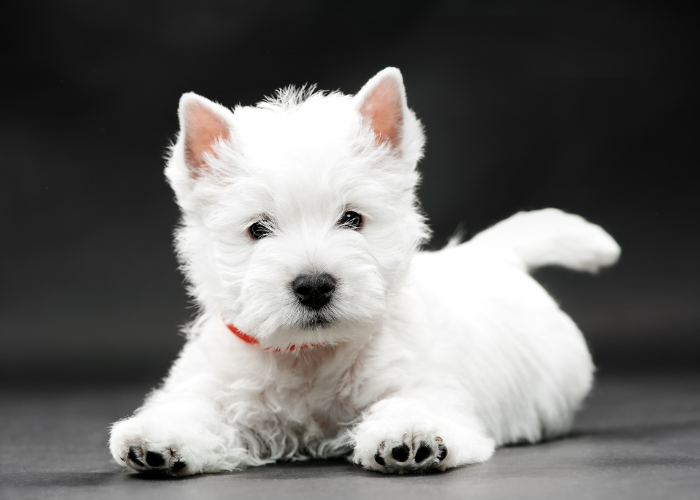 West highland white terrier szczeniak.