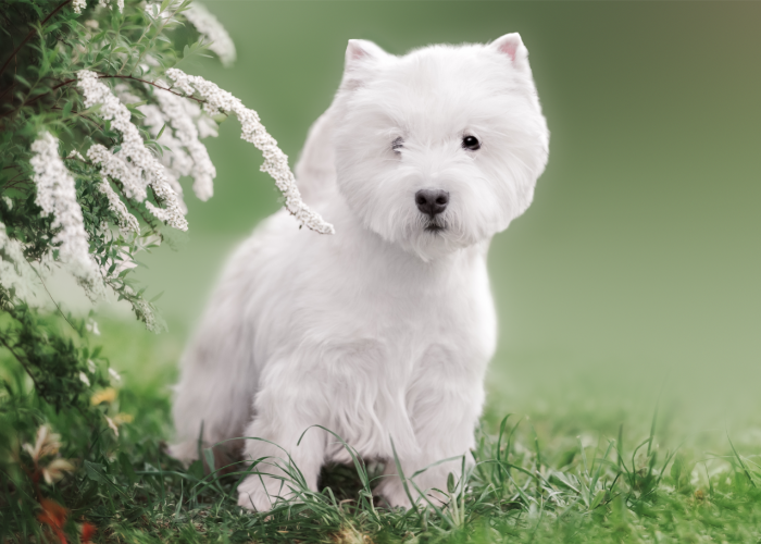 West highland white terrier dorosły.