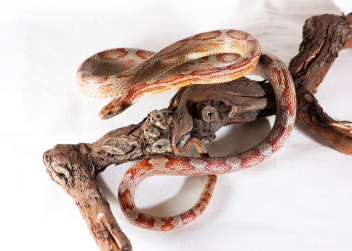 Wąż zbożowy na gałęzi.