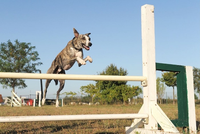 Whippet skacze przez przeszkody.